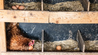 De kip of het ei: zo win je de discussie altijd