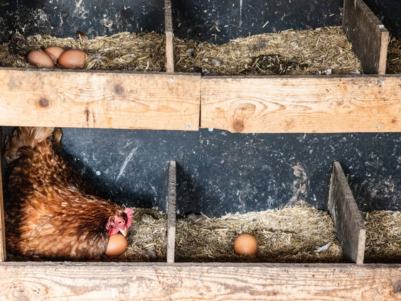 De kip of het ei: zo win je de discussie altijd