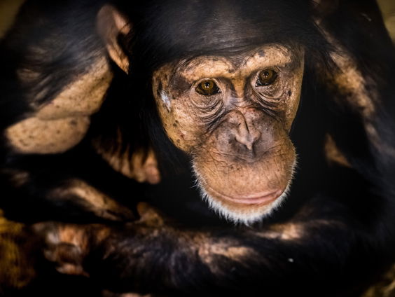 Waarom kopiëren dieren elkaar met plassen?