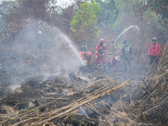 Hoe groot is de impact van de bosbranden in Indonesië?