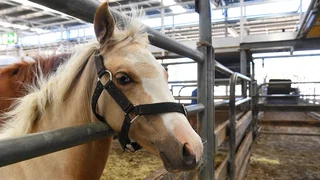 Fraude met paarden zorgt voor mogelijk besmet vlees