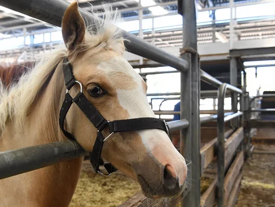 Fraude met paarden zorgt voor mogelijk besmet vlees