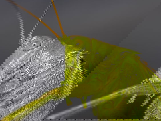 Insecten kweken als voedsel voor mens en vee! Is dat een goed idee?