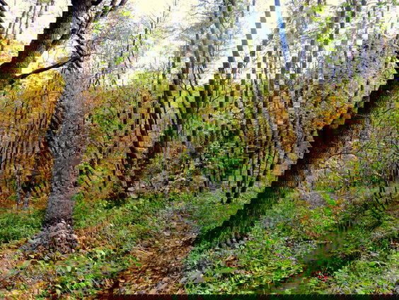 Thrillerauteur Jacob Vis blikt terug op Drontense "bosmoord"