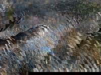 Mythische dieren, van reuzenhert tot hellehond