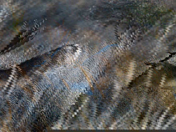 Mythische dieren, van reuzenhert tot hellehond