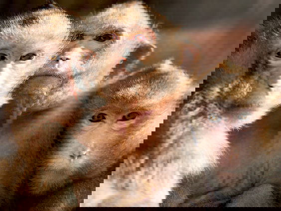 David van Gennep stopt na 43 jaar bij stichting AAP