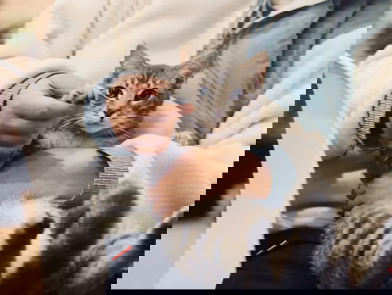 ACM gaat markt van dierenartsen onderzoeken