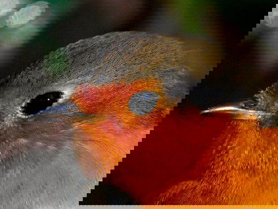 Om vogels naar je tuin te lokken moet je de goede planten neerzetten