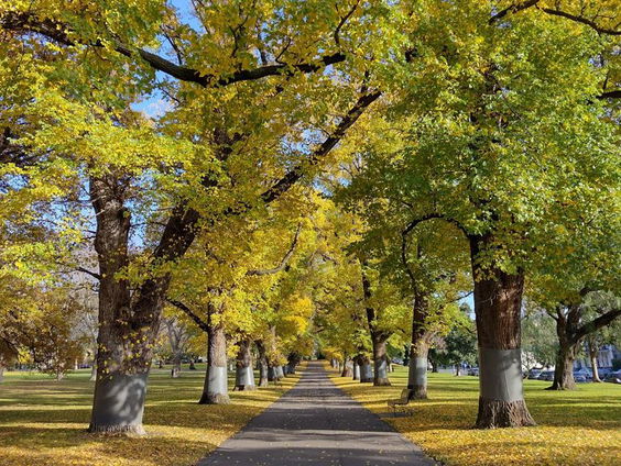 Te weinig groen: New York, Amsterdam en Buenos Aires scoren slecht