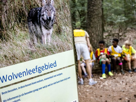 Faunabescherming: omgevingsvergunning wolf is geen oplossing