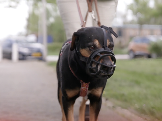 Hoe kunnen we bijtende honden voorkomen?