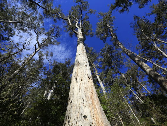 Australiƫ in de clinch met EU over ontbossingsregels