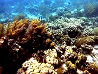 Wetenschappers op Bonaire helpen de natuur door koraal te kweken