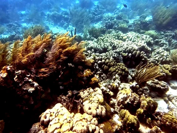Wetenschappers op Bonaire helpen de natuur door koraal te kweken