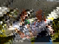 Hommels in het voorjaar: zo houd je ze uit elkaar