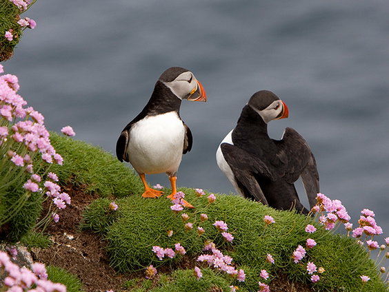 Ga mee op natuurgeluidenreis door Europa - Deel I