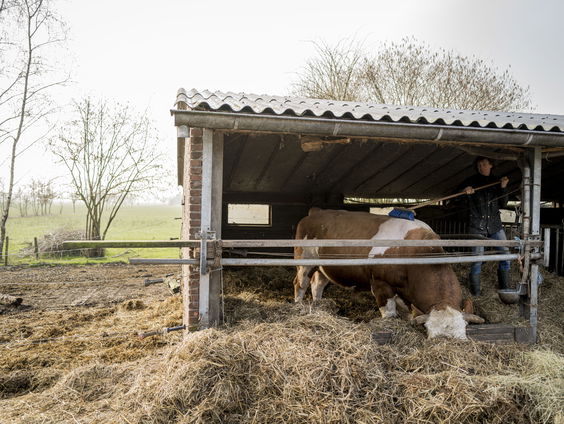 Fokken met 'emissiearme stier' brengt methaanuitstoot omlaag: is dit dé oplossing?