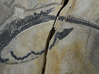Bijzondere vondst van zeereptiel in China