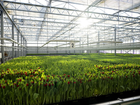 Opvallend veel patiënten met parkinson en ALS in Wapserveen