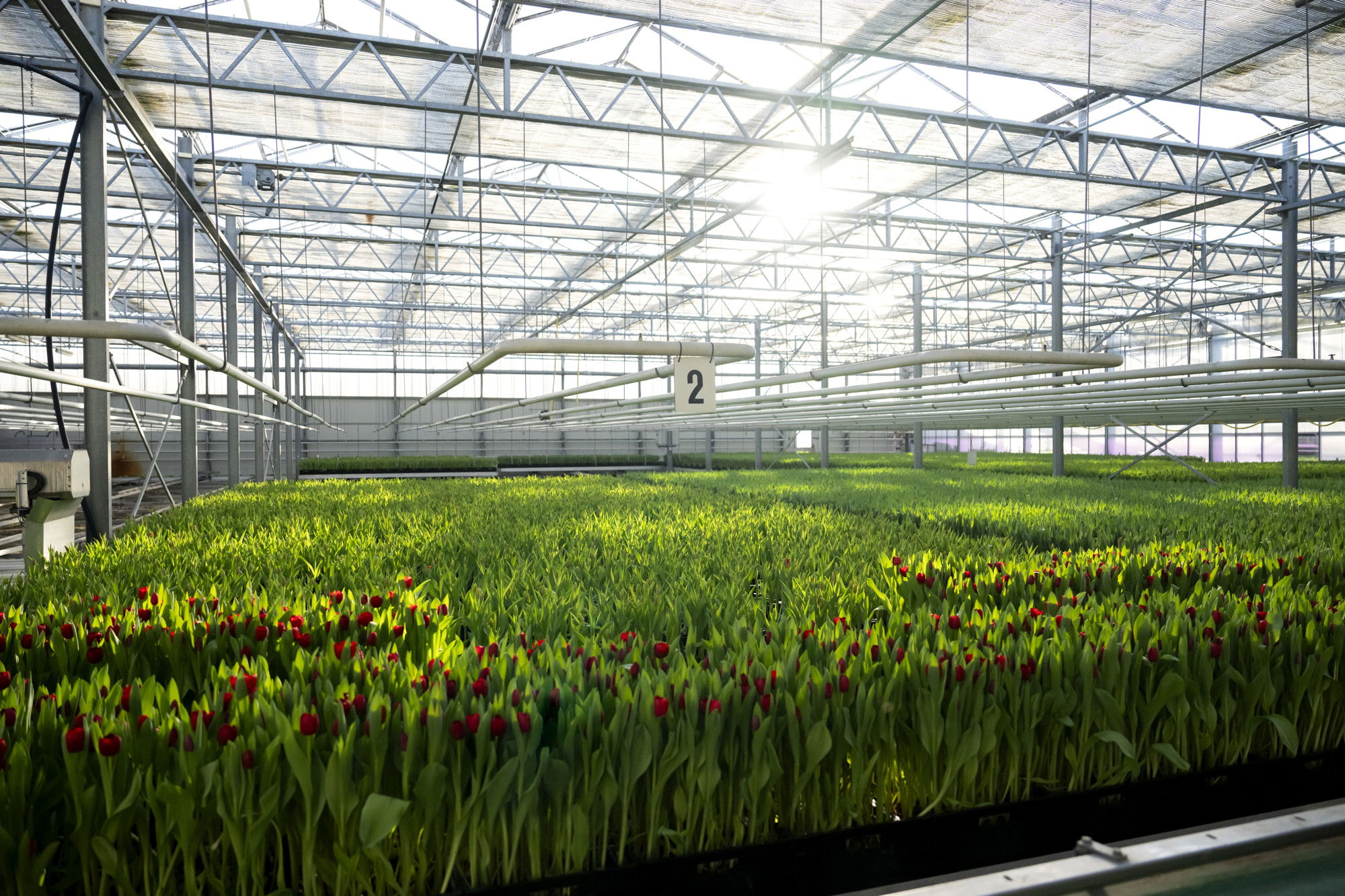 Opvallend veel patiënten met parkinson en ALS in Wapserveen