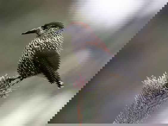 Finse notenkraker voor de lens