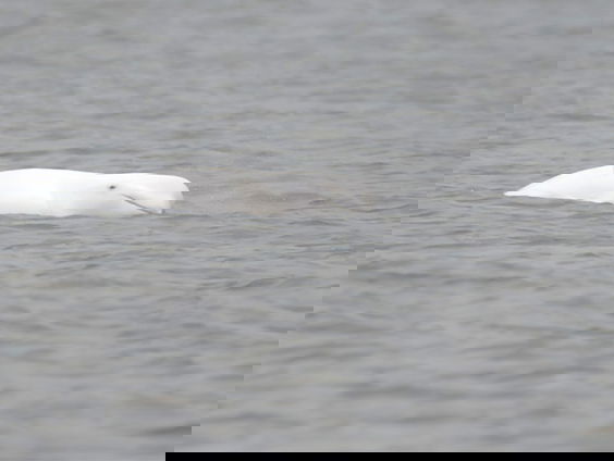 Raadselachtig bezoek van de witte walvis