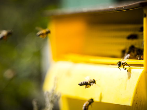 Huisvriend Rick Middelbos over diervriendelijke bouwmaterialen