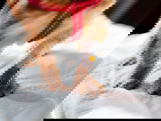 Man in Australiƫ redde zijn hond met zelfgemaakt medicijn via AI