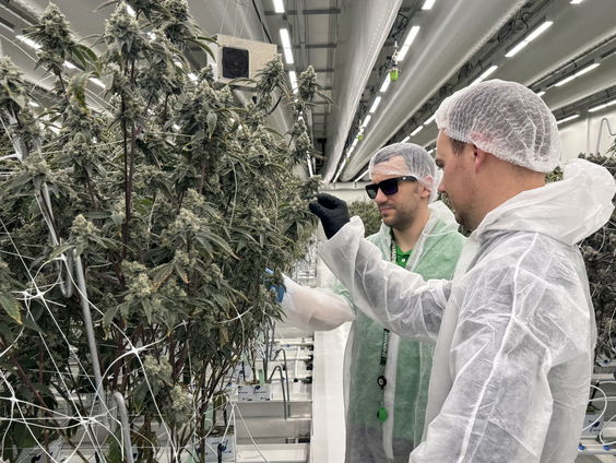 Rechtszaak tegen de grootste legale wietkweker komt ten einde