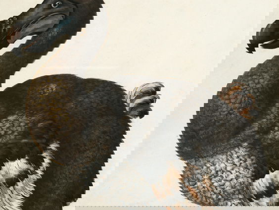Wetenschappers willen de uitgestorven dodo weer tot leven wekken