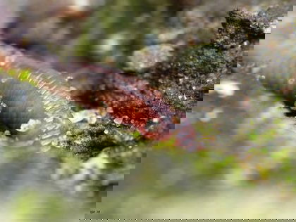 Doe mee met de bodemdierendagen