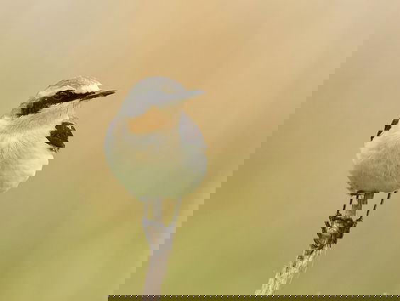 Succesvolle finale voor Beleef de Lente