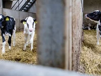 NVWA gaat optreden tegen import kalfjes uit Ierland