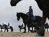 De inteelt-zorgen over het Friese paard