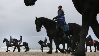 De inteelt-zorgen over het Friese paard