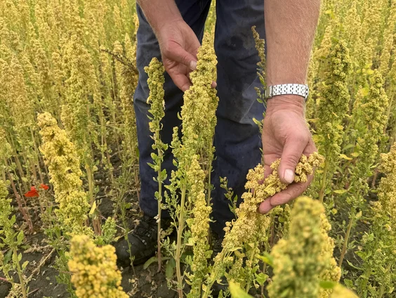 Steeds meer Nederlandse boeren telen het Zuid-Amerikaanse quinoa