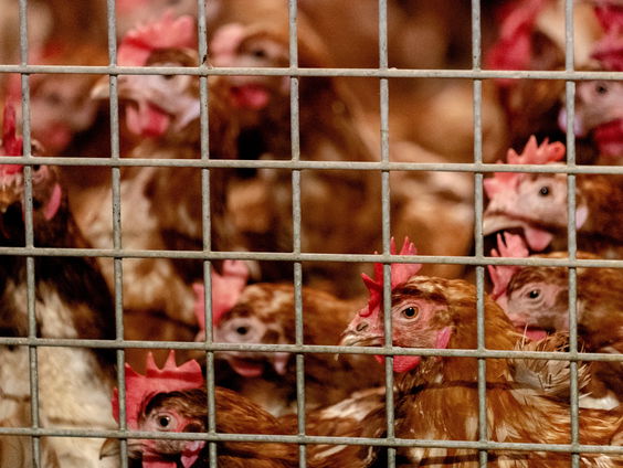 Waarom we de kip meer op waarde moeten schatten