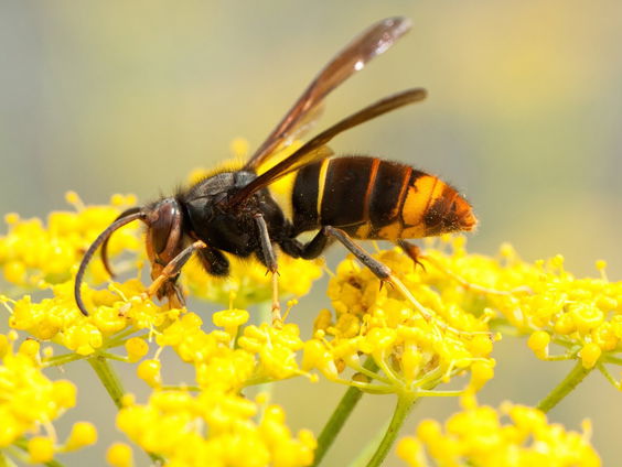 'Overheid moet nú ingrijpen tegen Aziatische hoornaar'