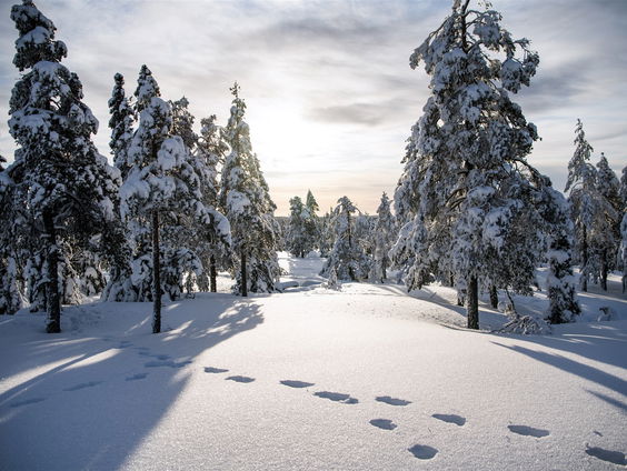 Buitenland Uitgelicht: Kleine taalstrijd in Zweden