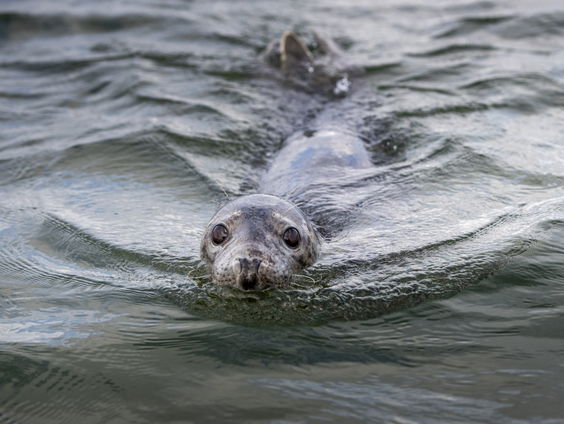 De beste duik- en snorkelplekken in Nederland