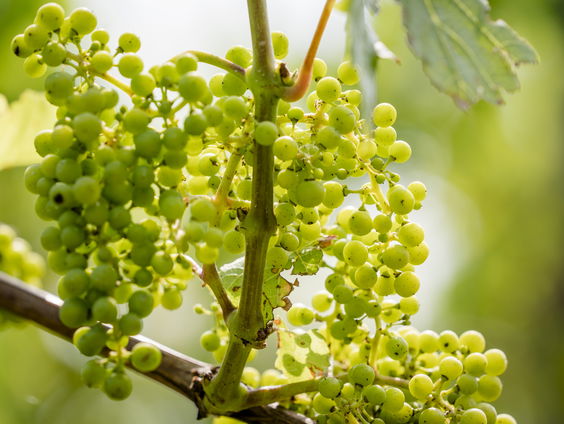 Grootste wijnproducent ter wereld Italië maakt teveel wijn