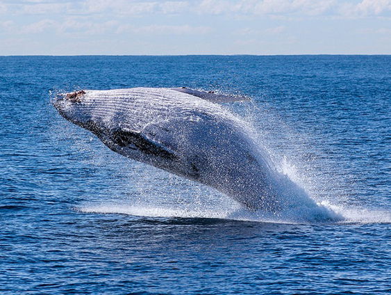 VN-Oceanentop wordt cruciaal