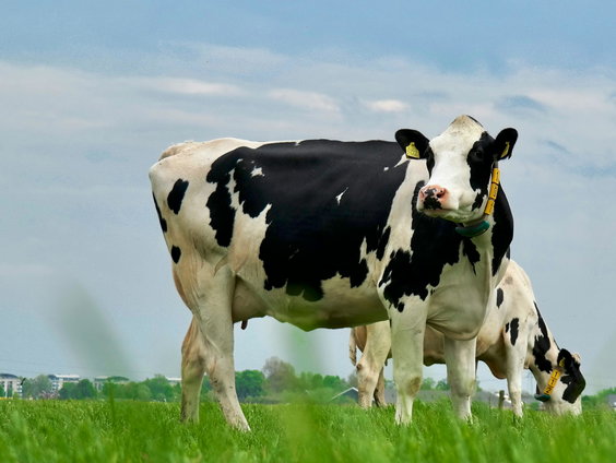 Koeien steeds vaker gestuurd met gps-technologie