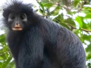 Nieuwe apensoort in Congo heeft oranje lippen een een witte kont en da's niet zomaar