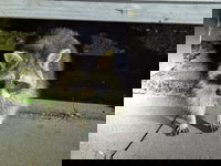 De wasbeer doet het goed, iets té goed