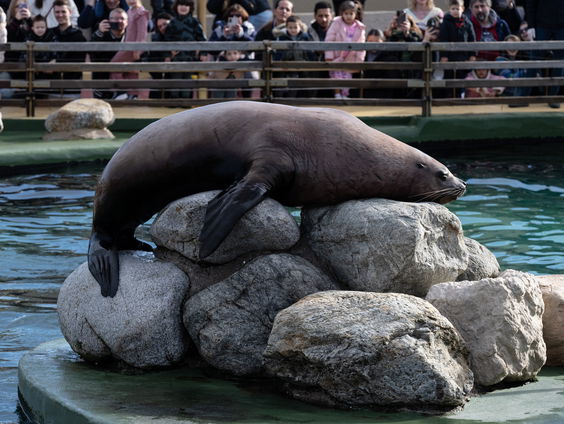 Zeeleeuw Alex verovert TikTok met dansmoves