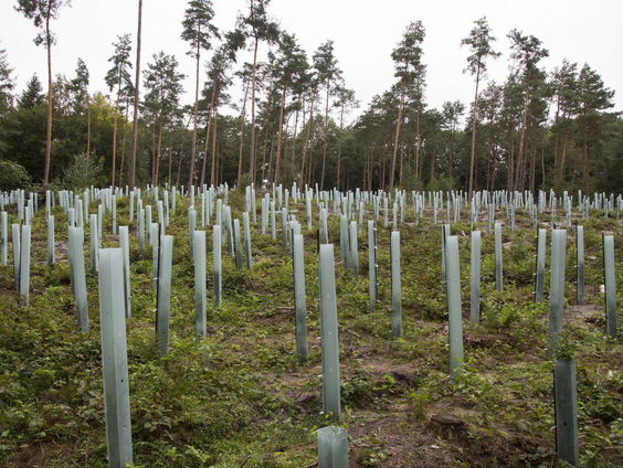 Geen bomen meer planten is beter voor CO2-opslag