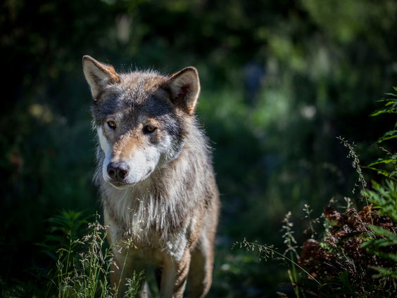 Faunabescherming tegen verdoven en zenderen van wolf Bram