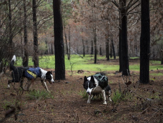 'Honden los laten lopen in de natuur is eigenlijk nooit een goed plan'